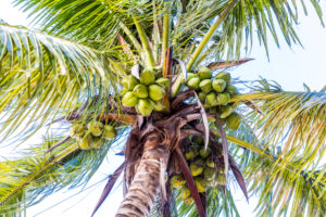 Kokospalme, Sakalava Strand, Oronjia Nationalpark, Antsiranana, Diego Suarez, Madagaskar, Afrika, Indischer Ozean Kokospalme, Sakalava Strand, Oronjia Nationalpark, Antsiranana, Diego Suarez, Madagaskar, Afrika, Indischer Ozean